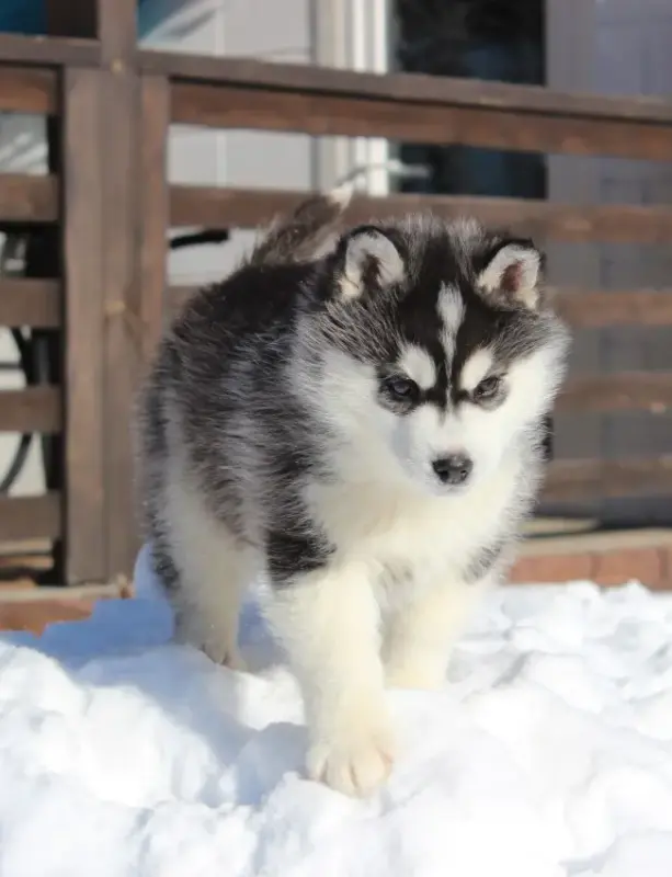 Собаки - Домашние питомцы - Полоцк - Фото 3 Домашние питомцы - Полоцк - 217009 - Доска объявлений Kupika.by - Фото 3