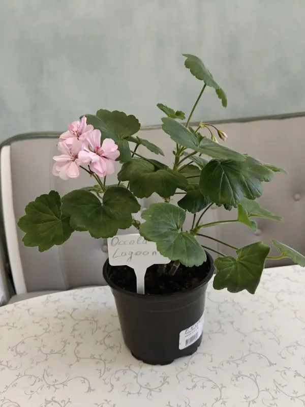 Герань цветущая розовой окраски Occold Lagoon - Вся Беларусь - 236038 - Доска объявлений Kupika.by - Фото 7