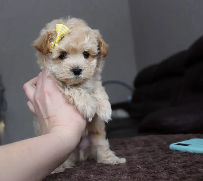 Мальтипу - Вся Беларусь - 237524 - Доска объявлений Kupika.by - Фото 4