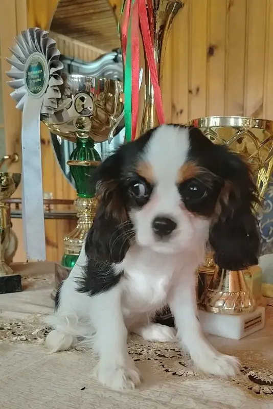 Кавалер кинг чарльз спаниель (4 мес) сука