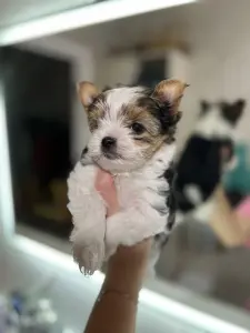 Бивер девочка