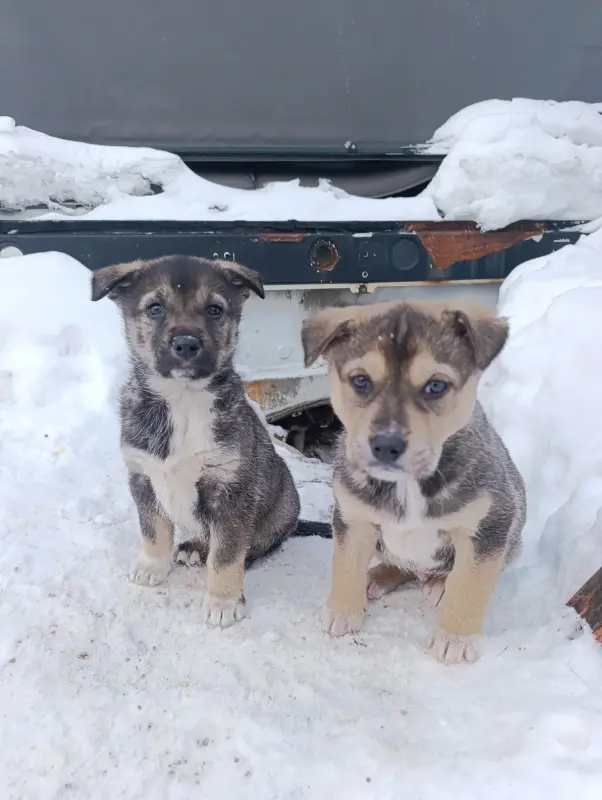 Щенки - Вся Беларусь - 236107 - Доска объявлений Kupika.by - Фото 6
