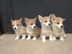 Корги продажа