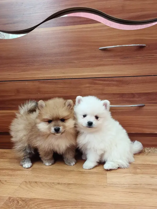 Девочки померанского шпица - Вся Беларусь - 235701 - Доска объявлений Kupika.by - Фото 2