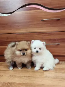 Девочки померанского шпица