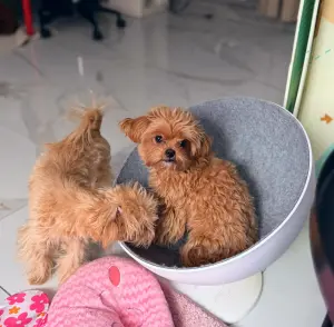 Элитные мини микро мальтипу той пудель пушон