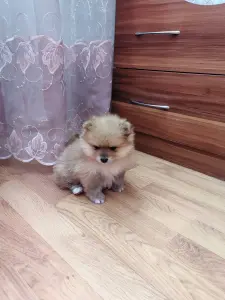 Девочка померанского шпица