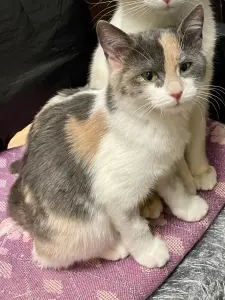 Тошка (девочка, около 4 месяцев) ищет дом