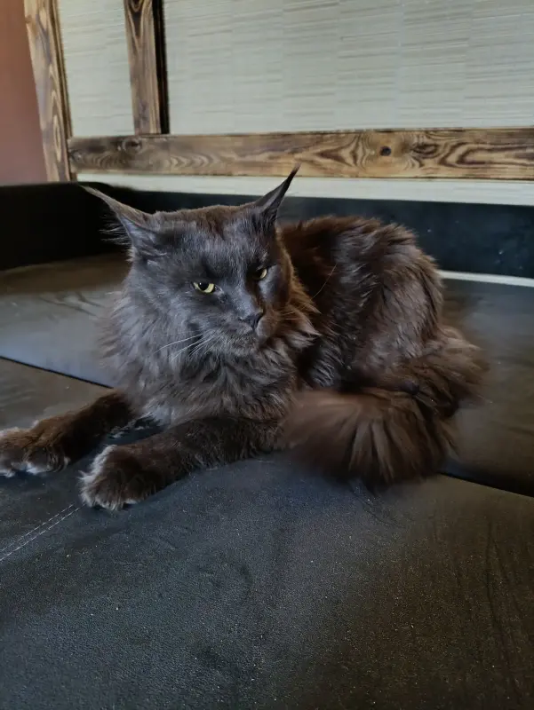 Кошечка Мейн-кун - Вся Беларусь - 238343 - Доска объявлений Kupika.by - Фото 5