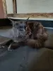 Кошечка Мейн-кун - Вся Беларусь - 238343 - Доска объявлений Kupika.by - Фото 5