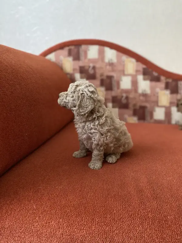 Собаки - Той-пудель крем - Вся Беларусь - Фото 4 Той-пудель крем - Вся Беларусь - 238086 - Доска объявлений Kupika.by - Фото 4