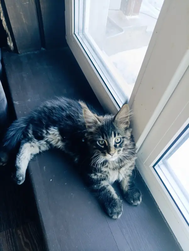 Кошечка Мейн-кун