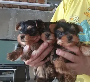 Йоркширский терьер