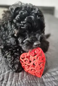 Щенки карликого пуделя