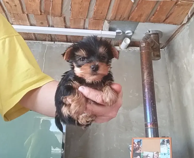 Йоркширский терьер