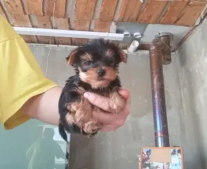 Йоркширский терьер