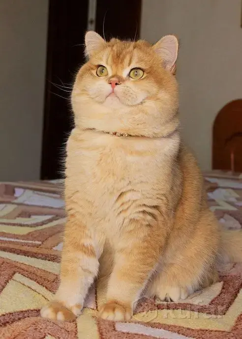 Племенной кот. - Белоозёрск - 238491 - Доска объявлений Kupika.by - Фото 6