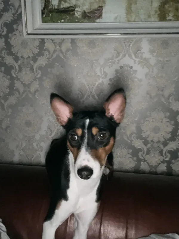 Щенки Басенджи, породистые - Вся Беларусь - 237009 - Доска объявлений Kupika.by - Фото 9