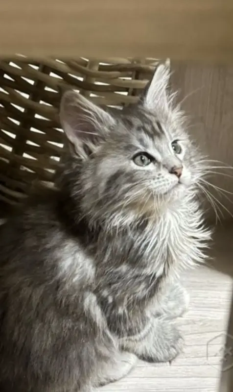 Котята мейкун