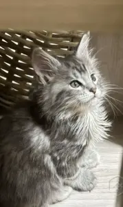 Котята мейкун