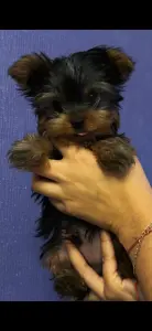 Йоркширский терьер