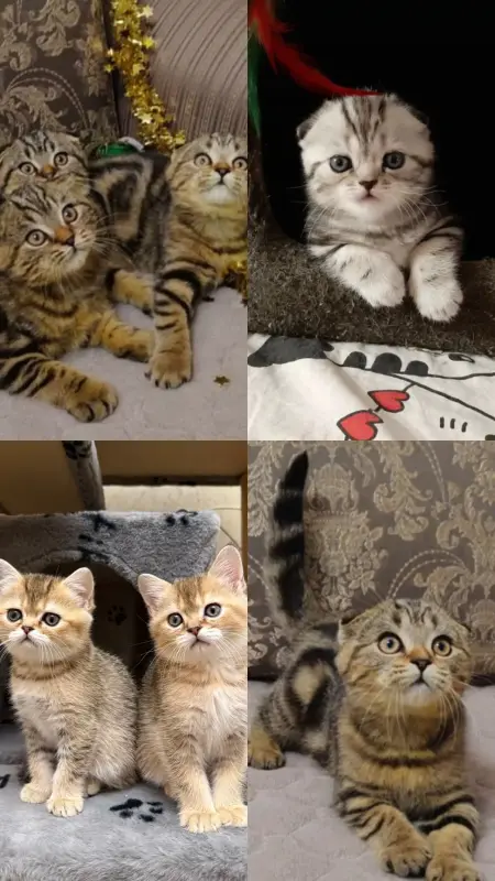 Вязка животных - Вязка - Вся Беларусь - Фото 3 Вязка - Вся Беларусь - 237154 - Доска объявлений Kupika.by - Фото 3