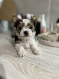 Бивер девочка