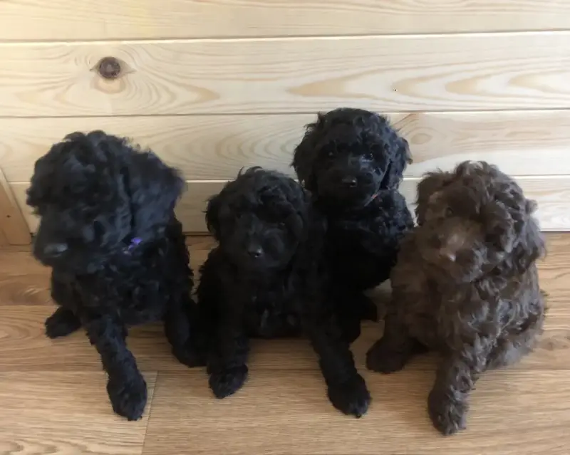 Щенки среднего пуделя - Ляховичи - 235878 - Доска объявлений Kupika.by - Фото 2