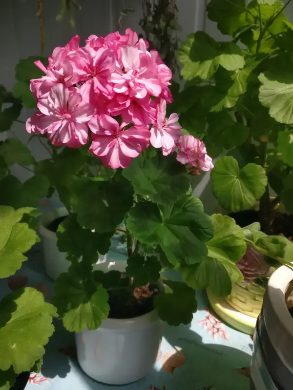 Герань цветущая розовой окраски Occold Lagoon - Вся Беларусь - 236038 - Доска объявлений Kupika.by - Фото 3