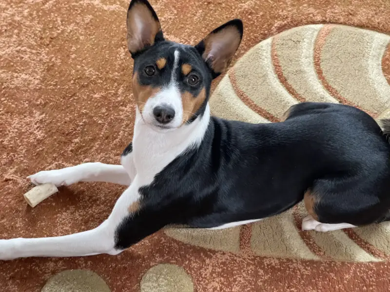 Щенки Басенджи, породистые - Вся Беларусь - 237009 - Доска объявлений Kupika.by - Фото 12