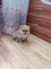 Собаки - Девочка померанского шпица - Вся Беларусь - Фото 4 Девочка померанского шпица - Вся Беларусь - 235351 - Доска объявлений Kupika.by - Фото 4
