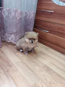 Девочка померанского шпица