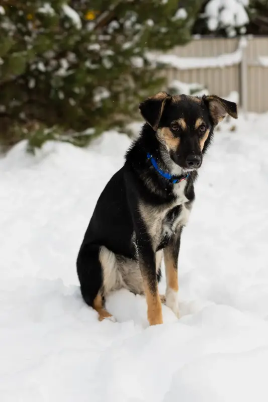 Собака Умнейшая Козявочка ждет свою семью - Вся Беларусь - 233828 - Доска объявлений Kupika.by - Фото 3