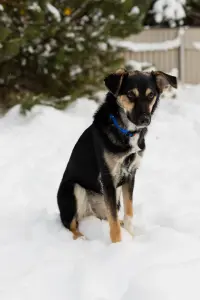 Собака Умнейшая Козявочка ждет свою семью