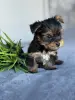 Собаки - Йоркширский терьер - Вся Беларусь - Фото 8 Йоркширский терьер - Вся Беларусь - 236910 - Доска объявлений Kupika.by - Фото 8