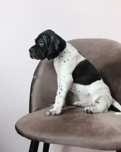 Щенки Английского Пойнтера