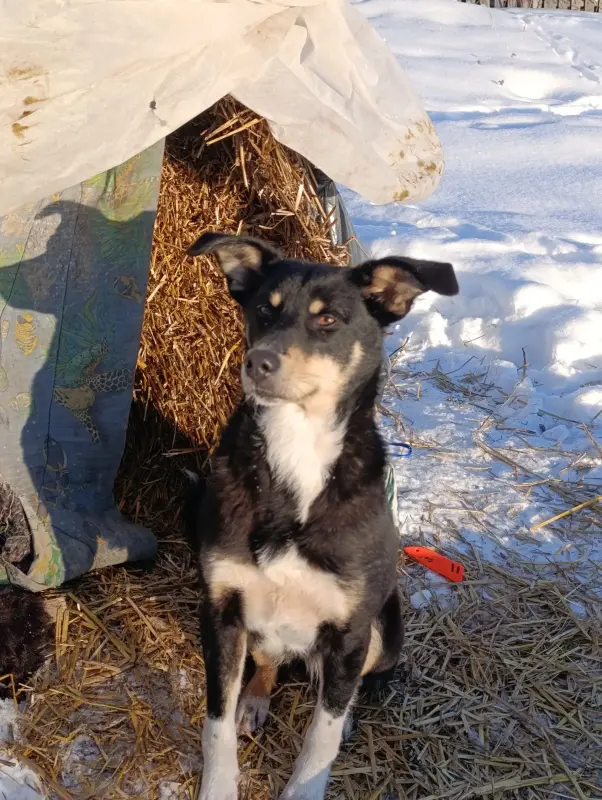 Собака - Шумилино - 236344 - Доска объявлений Kupika.by - Фото 2