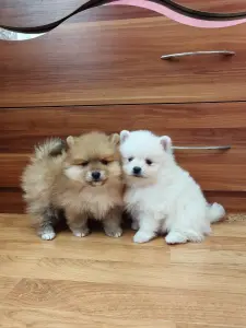 Девочки померанского шпица