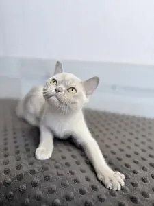 Американская бурма