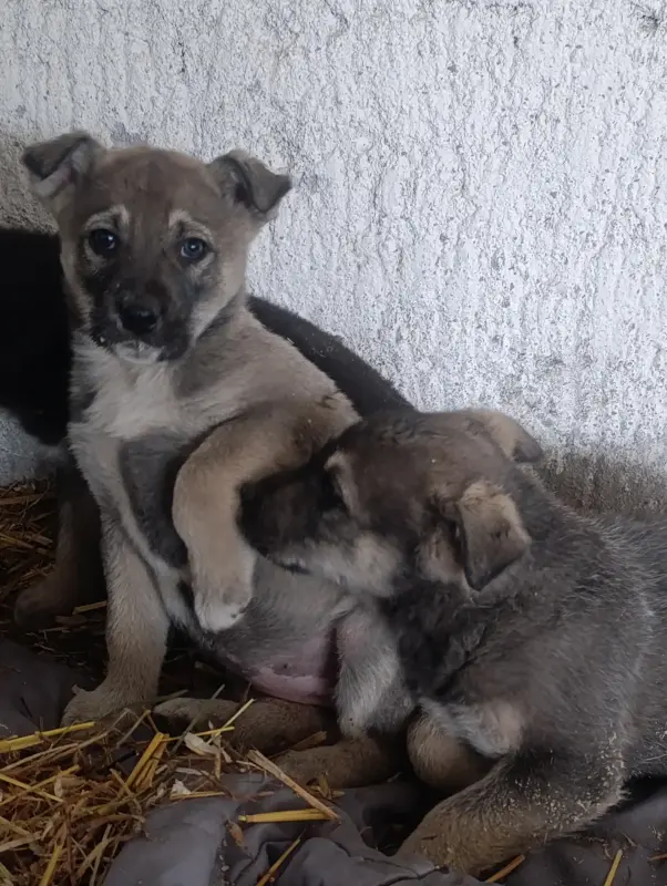 Собаки - Щенки - Вся Беларусь - Фото 5 Щенки - Вся Беларусь - 237522 - Доска объявлений Kupika.by - Фото 5