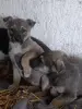 Собаки - Щенки - Вся Беларусь - Фото 5 Щенки - Вся Беларусь - 237522 - Доска объявлений Kupika.by - Фото 5