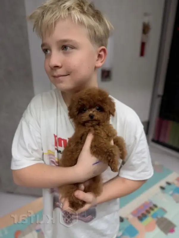 Пушоны мальтипу и той пудель элита разведения