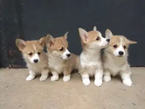 Корги продажа