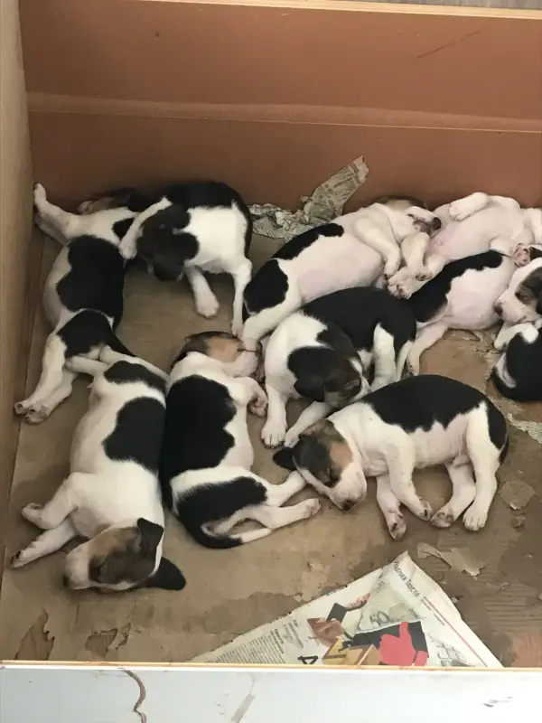 Щенки англо-русской гончей