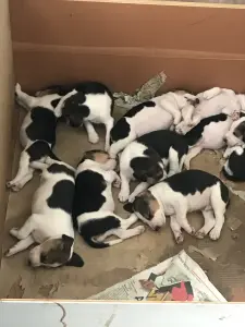 Щенки англо-русской гончей