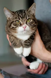 Кошка Дейва - полосатая звезда