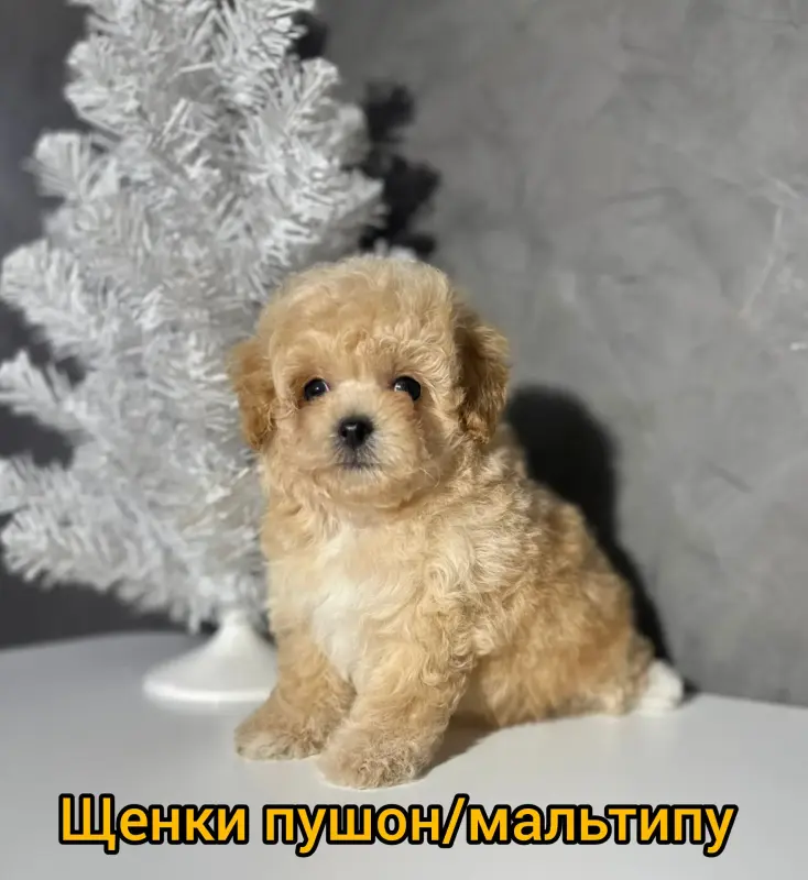 Щенки пушон/мальтипу кавапу помапу