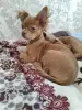 Мальчик чихуахуа красивого окраса - Вся Беларусь - 238325 - Доска объявлений Kupika.by - Фото 7