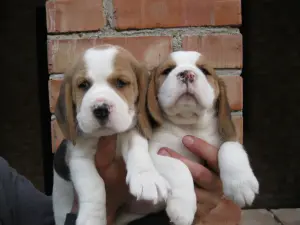 Бигль щенки