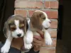 Бигль щенки - Вся Беларусь - 236824 - Доска объявлений Kupika.by - Фото 4